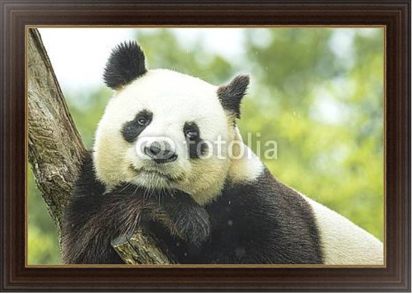 Постер Задумчивая панда на ветке с типом исполнения На холсте в раме в багетной раме 1.023.151