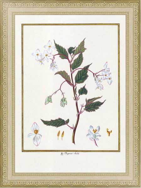 Постер Begonia hirta с типом исполнения Акварель в раме в багетной раме 484.M48.725