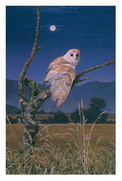 Постер Barn Owl 3 с типом исполнения На холсте в раме в багетной раме 221-03