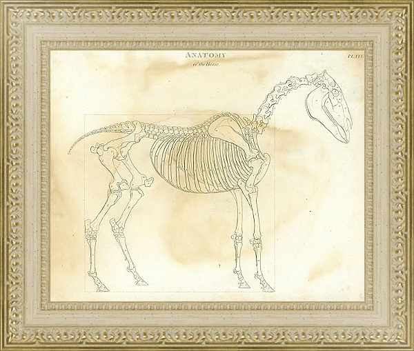 Постер Анатомия лошади с типом исполнения Акварель в раме в багетной раме 484.M48.725