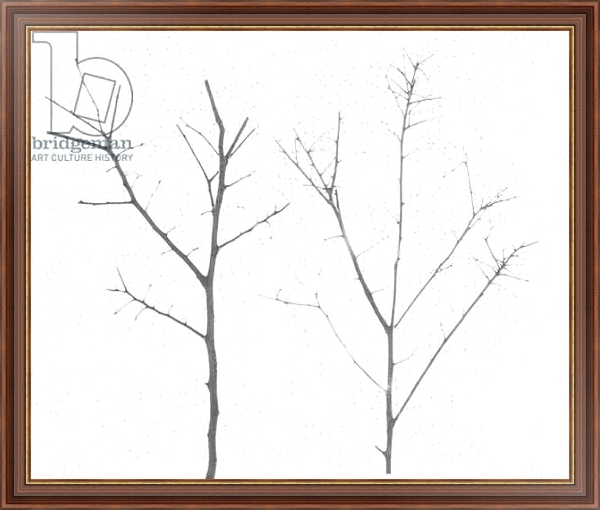 Постер territori innevati - due alberi giorno -2012, photographic contamination с типом исполнения На холсте в раме в багетной раме 35-M719P-83