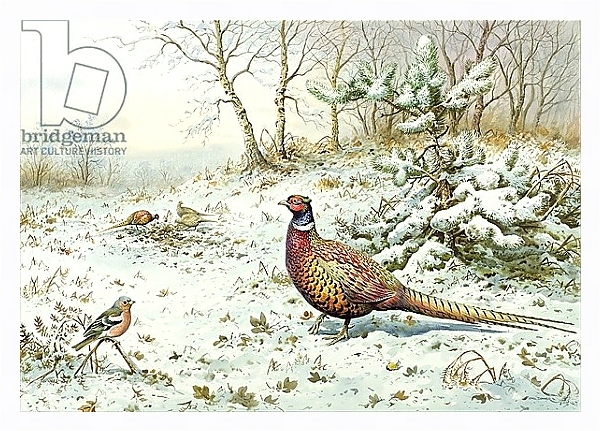 Постер Cock Pheasant and Chaffinch с типом исполнения На холсте в раме в багетной раме 221-03