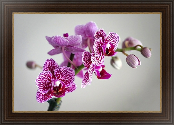 Постер Розовая пятнистая орхидея с типом исполнения На холсте в раме в багетной раме 1.023.151
