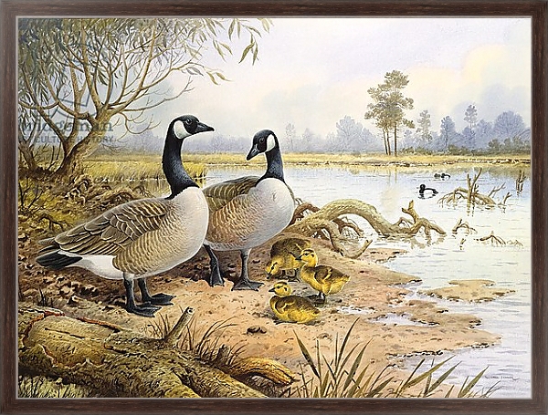 Постер Geese: Canada с типом исполнения На холсте в раме в багетной раме 221-02