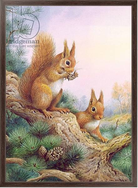 Постер Pair of Red Squirrels on a Scottish Pine с типом исполнения На холсте в раме в багетной раме 221-02