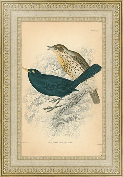 Постер Blackbird, song thrush с типом исполнения Акварель в раме в багетной раме 484.M48.725