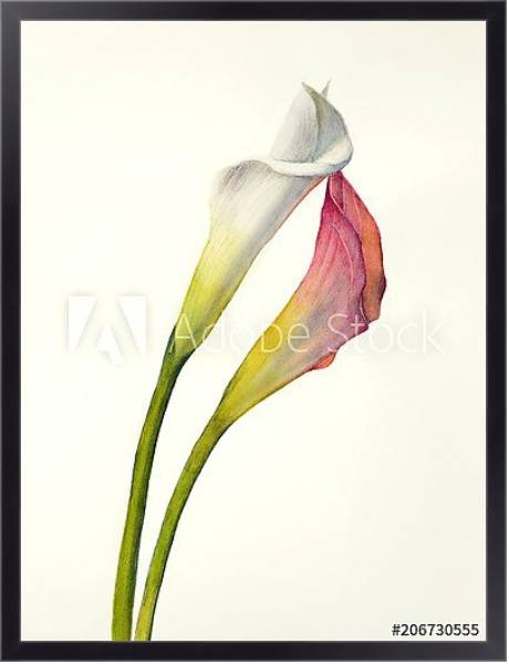 Постер Два акварельных цветка калла с типом исполнения На холсте в раме в багетной раме 221-01