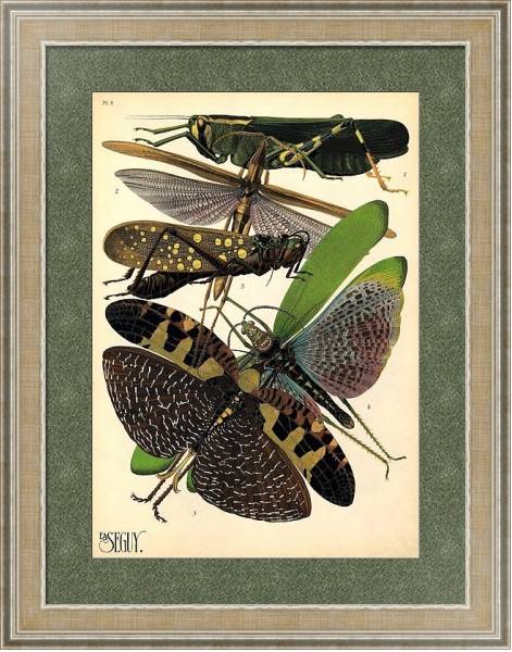 Постер Insects by E. A. Seguy №19 с типом исполнения Акварель в раме в багетной раме 485.M40.584