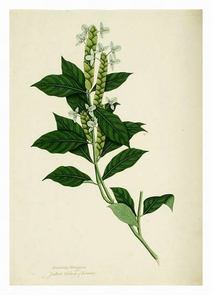 Постер Ecbolium linneanum с типом исполнения На холсте в раме в багетной раме 221-03
