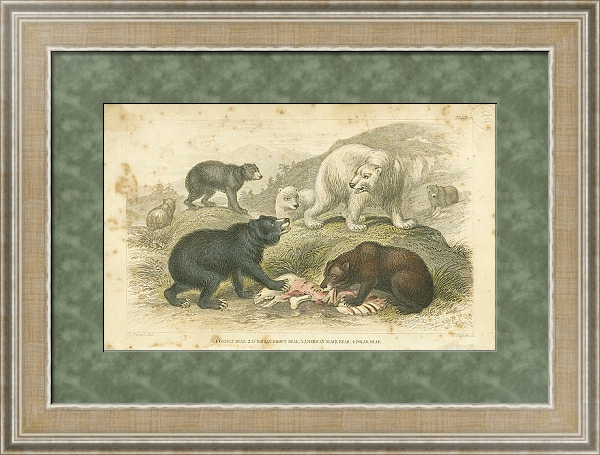 Постер Гризли, Европейский бурый медведь, Американский черный медведь, Белый медведь 1 с типом исполнения Акварель в раме в багетной раме 485.M40.584