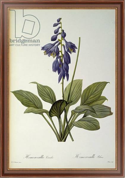 Постер Hemerocallis Caerulea, from `Les Liliacees', 1806 с типом исполнения На холсте в раме в багетной раме 35-M719P-83