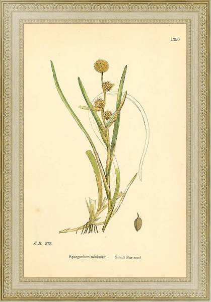 Постер English Botany №223 с типом исполнения Акварель в раме в багетной раме 484.M48.725