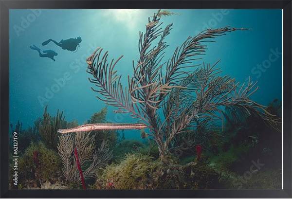 Постер Два дайвера под водой у Карибского Кораллового рифа с типом исполнения На холсте в раме в багетной раме 1727.8010