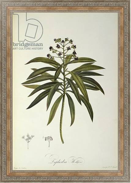 Постер Euphorbia Mellifera, from `Le Jardin de la Malmaison', 1802 с типом исполнения На холсте в раме в багетной раме 484.M48.310