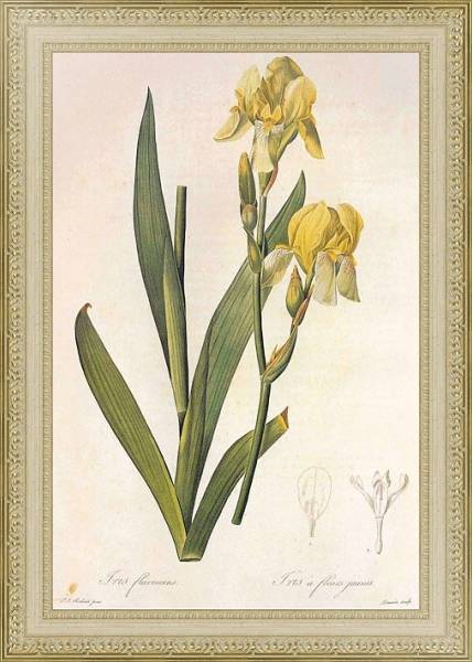 Постер Iris flavescens Delie in Redoute с типом исполнения Акварель в раме в багетной раме 484.M48.725