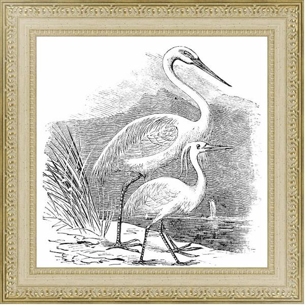 Постер Engraving of a Great Egret (ardea alba) and Little Egret (ardea garzetta) с типом исполнения Акварель в раме в багетной раме 484.M48.725