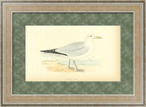 Постер Herring Gull 2 с типом исполнения Акварель в раме в багетной раме 485.M40.584