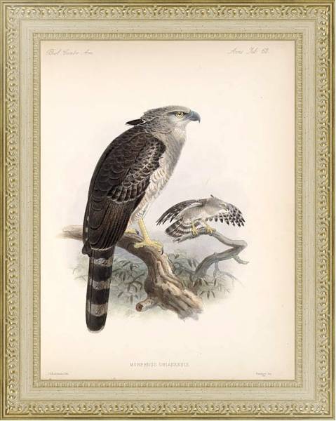 Постер Птицы J. G. Keulemans №69 с типом исполнения Акварель в раме в багетной раме 484.M48.725