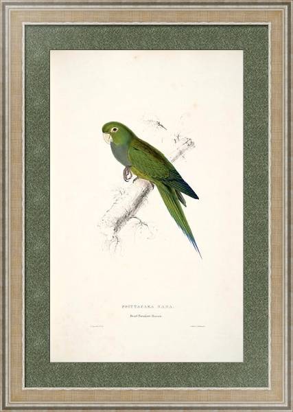 Постер Parrots by E.Lear  #9 с типом исполнения Акварель в раме в багетной раме 485.M40.584