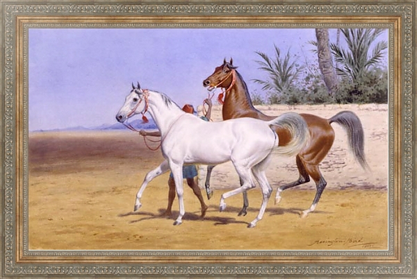 Постер Выгуливание арабских скакунов с типом исполнения На холсте в раме в багетной раме 484.M48.310