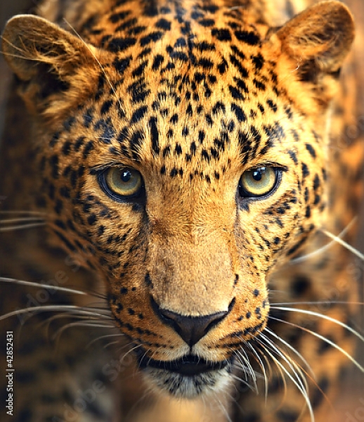 Постер Леопард с типом исполнения На холсте без рамы