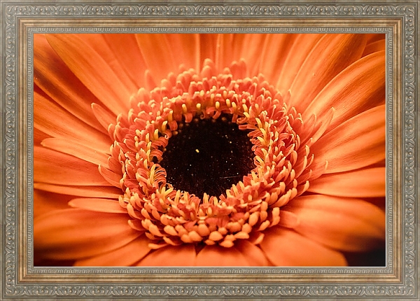 Постер Сердцевина оранжевой герберы с типом исполнения На холсте в раме в багетной раме 484.M48.310