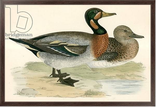 Постер Bimaculated Duck с типом исполнения На холсте в раме в багетной раме 221-02