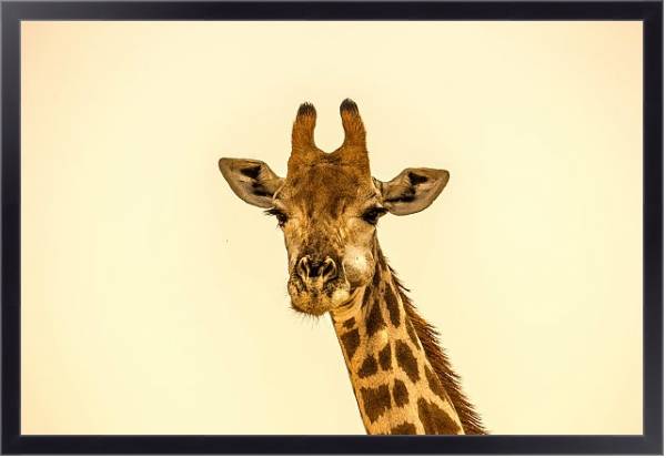 Постер Жующий жираф с типом исполнения На холсте в раме в багетной раме 221-01