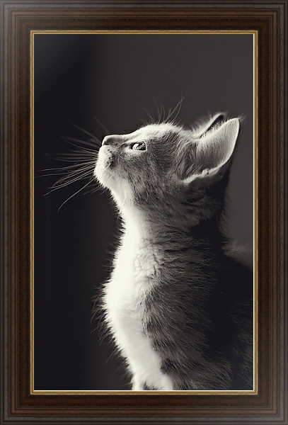 Постер Маленький серый котенок с типом исполнения На холсте в раме в багетной раме 1.023.151