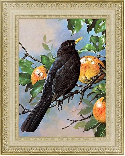 Постер British Birds - Blackbird с типом исполнения Акварель в раме в багетной раме 484.M48.725
