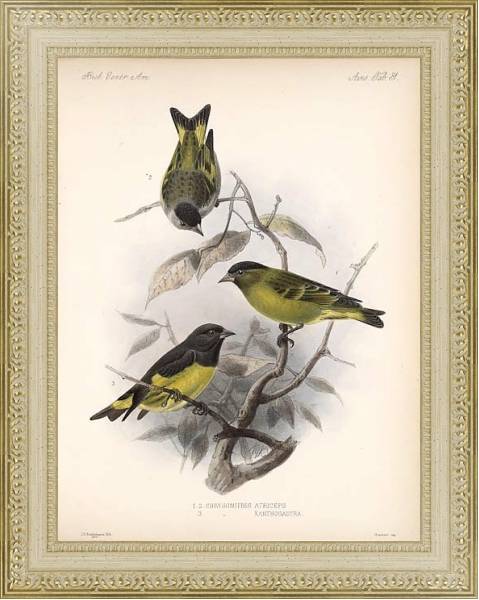 Постер Птицы J. G. Keulemans №33 с типом исполнения Акварель в раме в багетной раме 484.M48.725