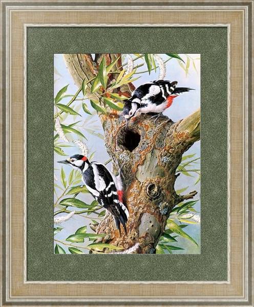 Постер British Birds - Great Spotted Woodpecker с типом исполнения Акварель в раме в багетной раме 485.M40.584
