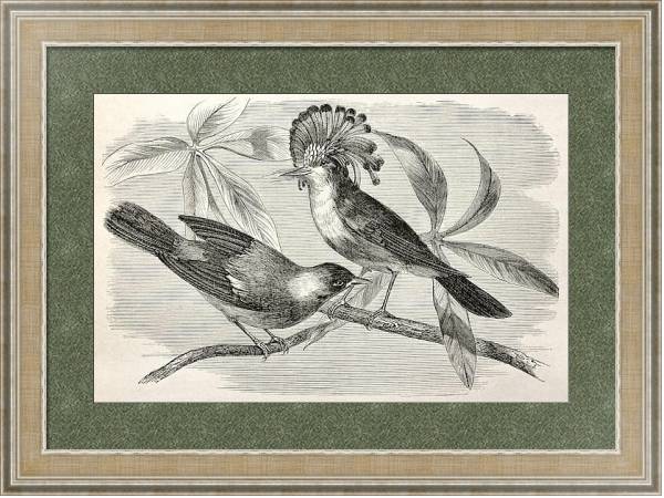 Постер Royal flycatcher (Onychorhynchus coronatus). Created by Riou, after Rouyer and Badoursau, published  с типом исполнения Акварель в раме в багетной раме 485.M40.584