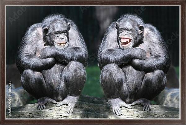 Постер Два смеющихся шимпанзе  с типом исполнения На холсте в раме в багетной раме 221-02