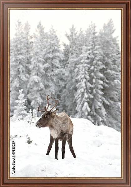 Постер Олень в снегу на фоне заснеженного леса с типом исполнения На холсте в раме в багетной раме 35-M719P-83