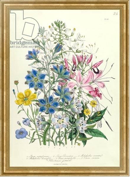 Постер Cornflower, plate 15 from 'The Ladies' Flower Garden', published 1842 с типом исполнения На холсте в раме в багетной раме NA033.1.051