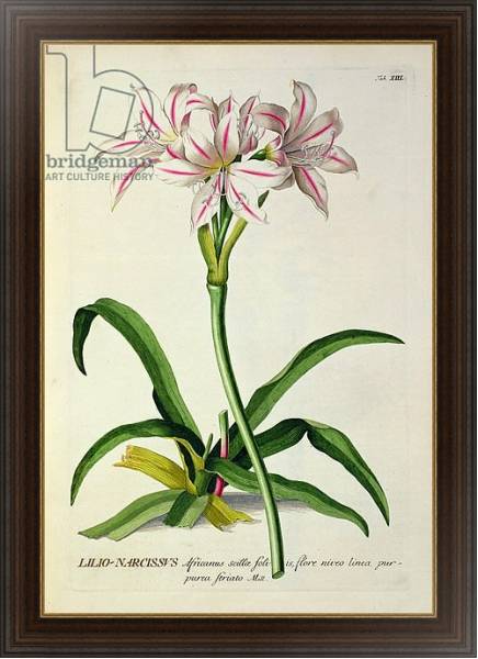 Постер Lilio-Narcissus, Africanus, from 'Plantae Selectae' by Christoph Jakob Trew, published 1750-73 с типом исполнения На холсте в раме в багетной раме 1.023.151