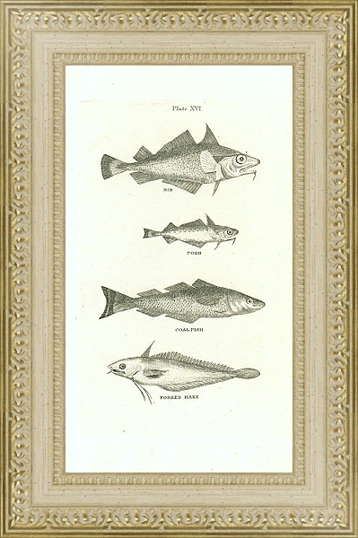 Постер Bib, Poor, Coal Fish, Forked Hake 1 с типом исполнения Акварель в раме в багетной раме 484.M48.725