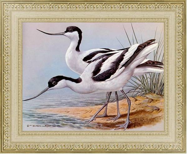 Постер British Birds - Avocet с типом исполнения Акварель в раме в багетной раме 484.M48.725