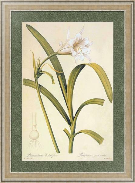 Постер Humenocallis narissiflora с типом исполнения Акварель в раме в багетной раме 485.M40.584