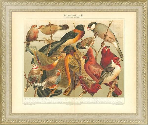 Постер Птицы 9 с типом исполнения Акварель в раме в багетной раме 484.M48.725