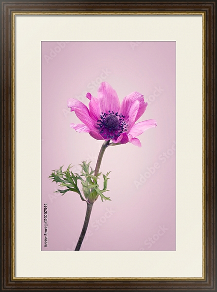 Постер Фиолетовый цветок на розовом фоне с типом исполнения Под стеклом в багетной раме 1.023.036