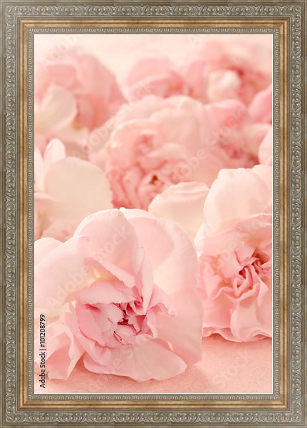 Постер Гвоздика розовая. Макро с типом исполнения На холсте в раме в багетной раме 484.M48.310