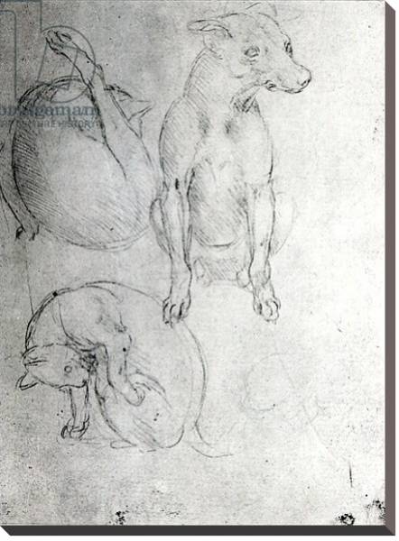 Постер Study of a dog and a cat, c.1480 с типом исполнения На холсте без рамы