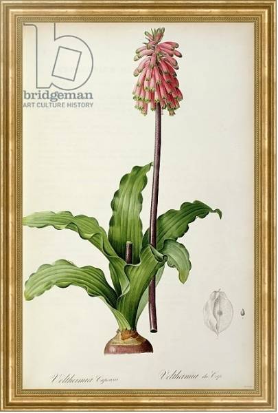Постер Veltheimia Capensis, from `Les Liliacees', c.1805 с типом исполнения На холсте в раме в багетной раме NA033.1.051