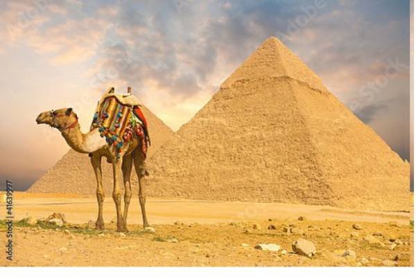 Постер Верблюд и пирамида с типом исполнения На холсте без рамы