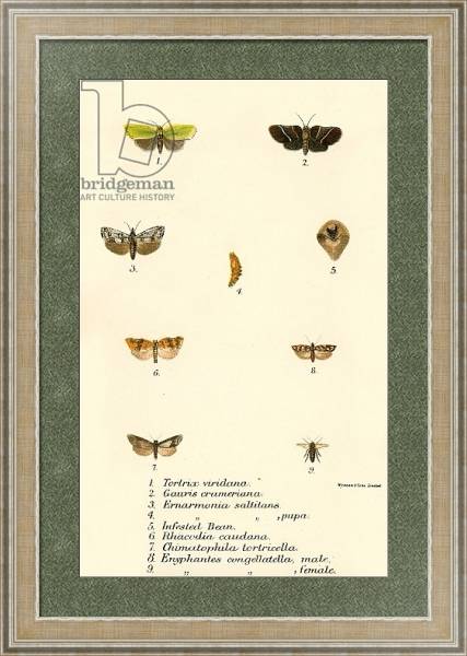 Постер Butterflies 99 с типом исполнения Акварель в раме в багетной раме 485.M40.584