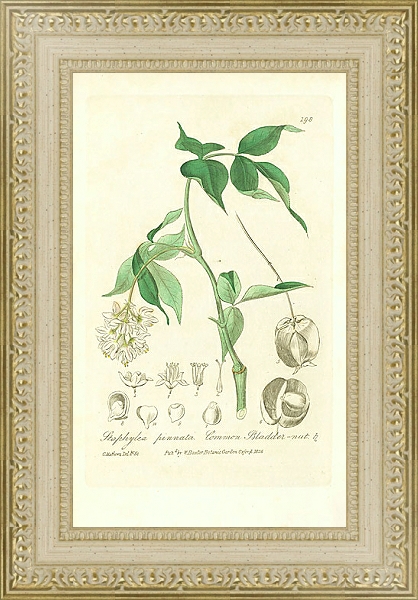 Постер Staphylea pinnata. Common Bladder-nut 1 с типом исполнения Акварель в раме в багетной раме 484.M48.725