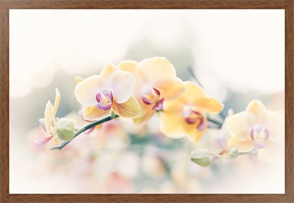 Постер Желтые орхидеи на ветке с типом исполнения На холсте в раме в багетной раме 1727.4310