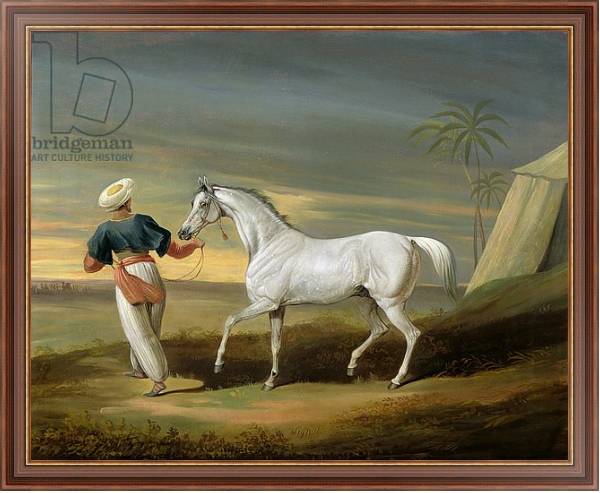 Постер Signal, a grey Arab, with a Groom in the Desert с типом исполнения На холсте в раме в багетной раме 35-M719P-83